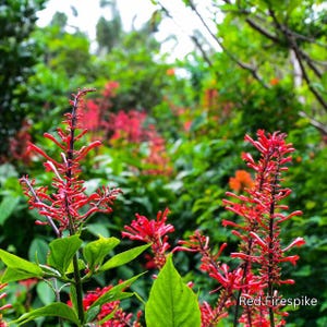 Florida Fire Spike, Cardinal guard, Scarlet flame Starter in 4 inch pot
