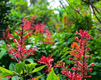 Florida Fire Spike, Cardinal guard, Scarlet flame Starter in 4 inch pot
