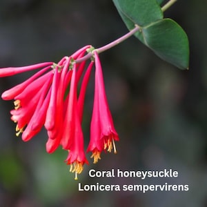 Native Coral Honeysuckle, Lonicera sempervirens in 4 inch pot