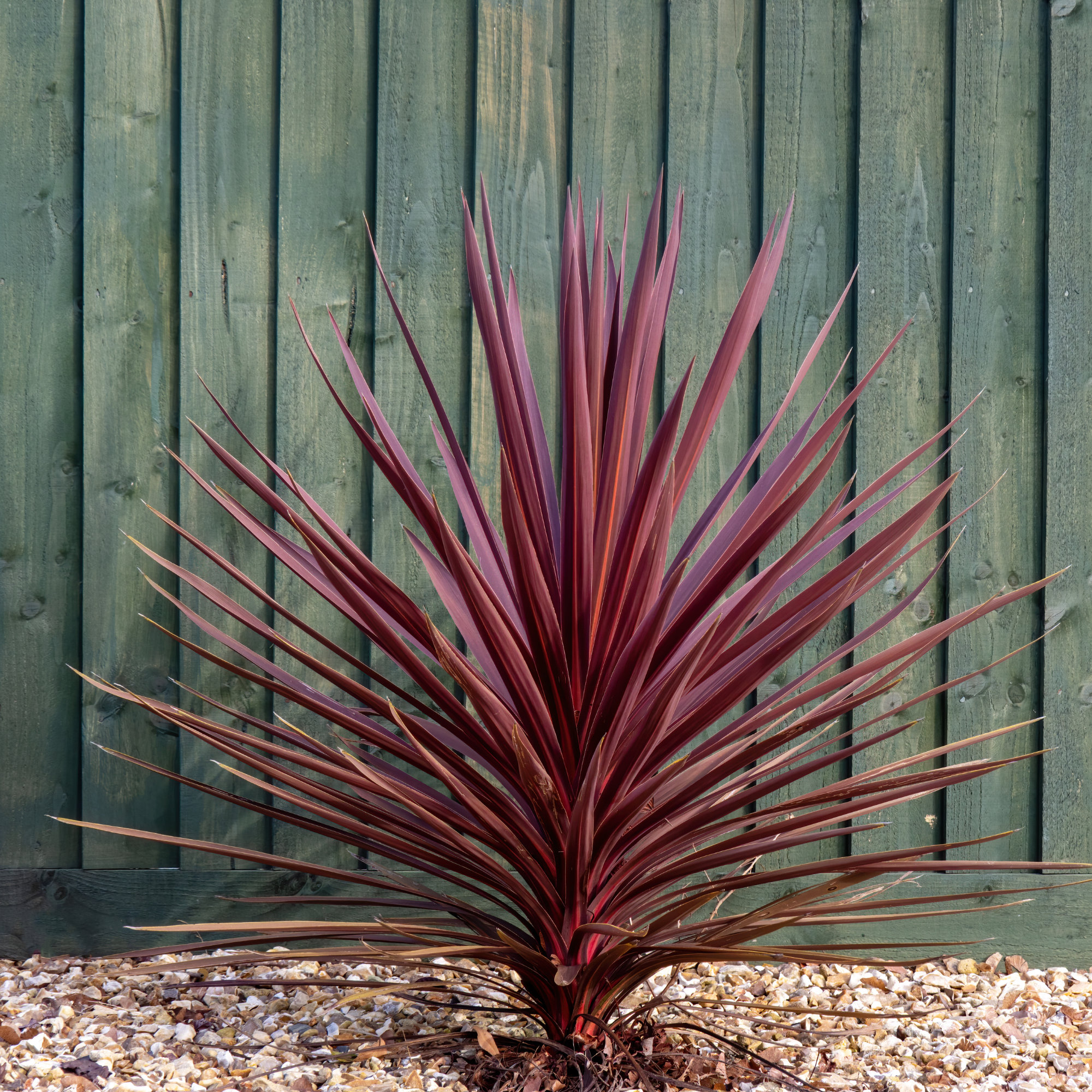 dracaena charly Dracaena deremensis 'Costaricana' – Interior Foliage Design main image 1