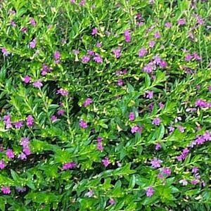 May include: A close-up of a bush with small, bright purple flowers and green leaves. The bush is in full bloom and the flowers are clustered together.