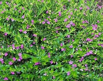 Purple Mexican Heather, False Heather 4" pot Live plant