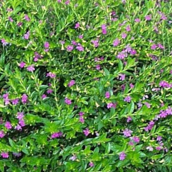 Purple Mexican Heather, False Heather 4" pot Live plant