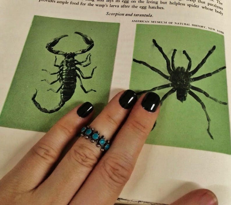 May include: A silver ring featuring a row of small, round, bright blue turquoise stones set in metal beads. The ring is worn on a finger with black nail polish, positioned over a book page displaying illustrations of a scorpion and a tarantula.
