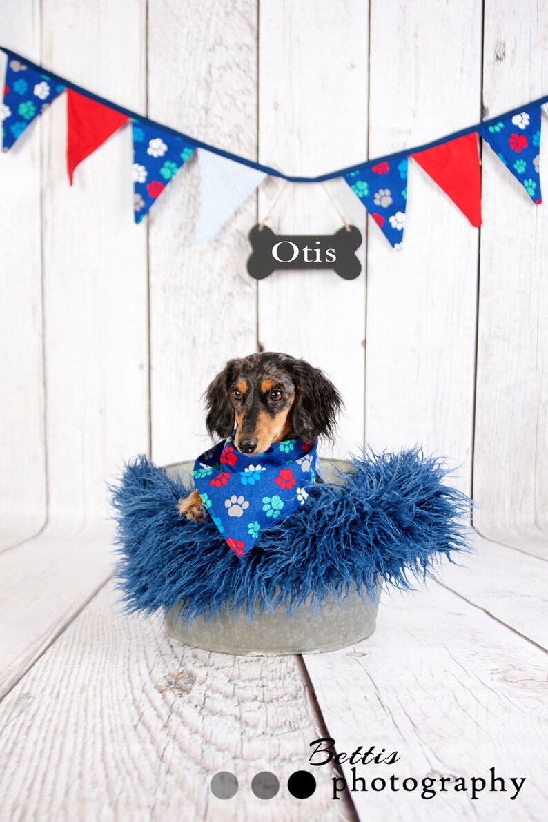 Dog Photo Prop Pet Photography Paw Print Banner Dog Bone Etsy
