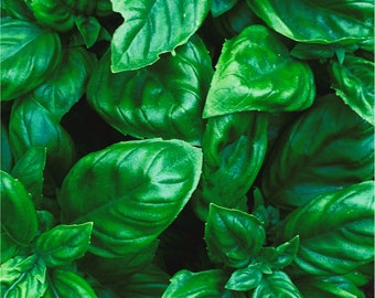 Albahaca verde intenso