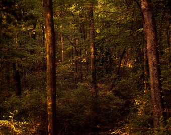 Fine Art Photography-Percy Warner Park - Nashville- Tennessee-wall art- print-trees-green-forest-home decor-path-8x12-