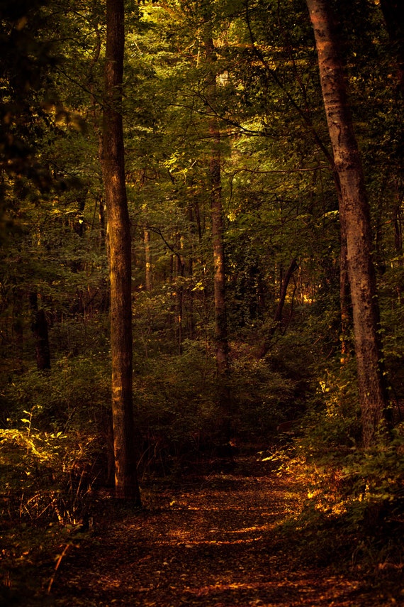 Fine Art Photography-percy Warner Park Nashville - Etsy