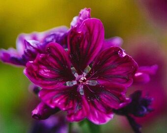 Digital Print downloadable -Purple - Pink Flower- macro lens- Ireland - spring