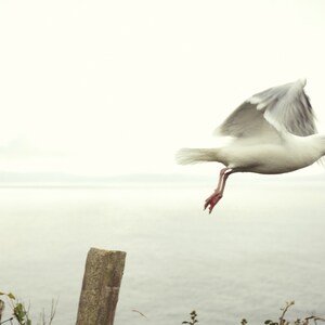 Digital Download-mouette Flying-Irlande-Wild Atlantique façon - mer-Dingle Irlande - oiseaux