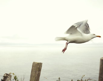 Digital Download-Seagull Flying-Ireland-Wild Atlantic Way- Sea- Dingle Ireland- Birds