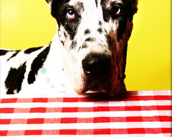 Digitale Downloads- Hundefoto- Deutsche Dogge-schwarz weiß gefleckte Hund-Lustig-Wunderschön-Hunde-rot kariert-