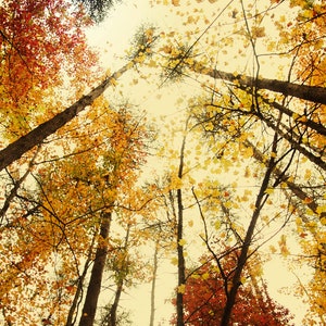 Digital Download- Fine Art Photography- Fall foliage - Autumn Colors-Art Print-Tennessee-Fall Creek Falls-Hiking-Color photograph-nature