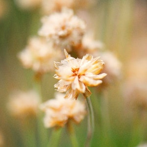 Macro-Ireland-Flowers-Sligo-Earth-Colorful-Landscape