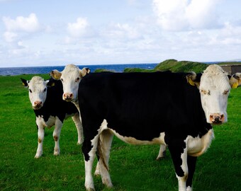 Digital Download- Till the cows come home- Black and white cows in Sligo Ireland