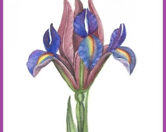 ACEO Print Bearded Iris Pale Purple Yellow Accents Flower
