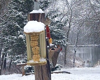 Bird Suet Ball Feeder Suet Bird Feeder Combo Bird Suet Etsy