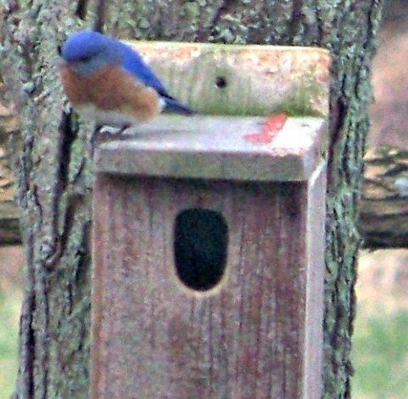 Outdoor Bluebird Birdhouse Rustic Wood Bluebird House Etsy