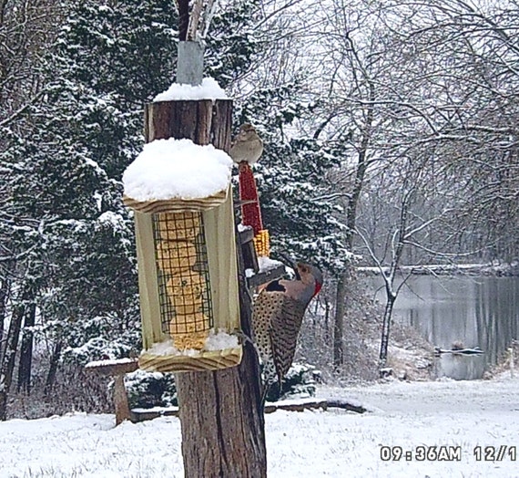 Bird Suet Ball Feeder Bird Suet Feeder Outdoor Bird Etsy