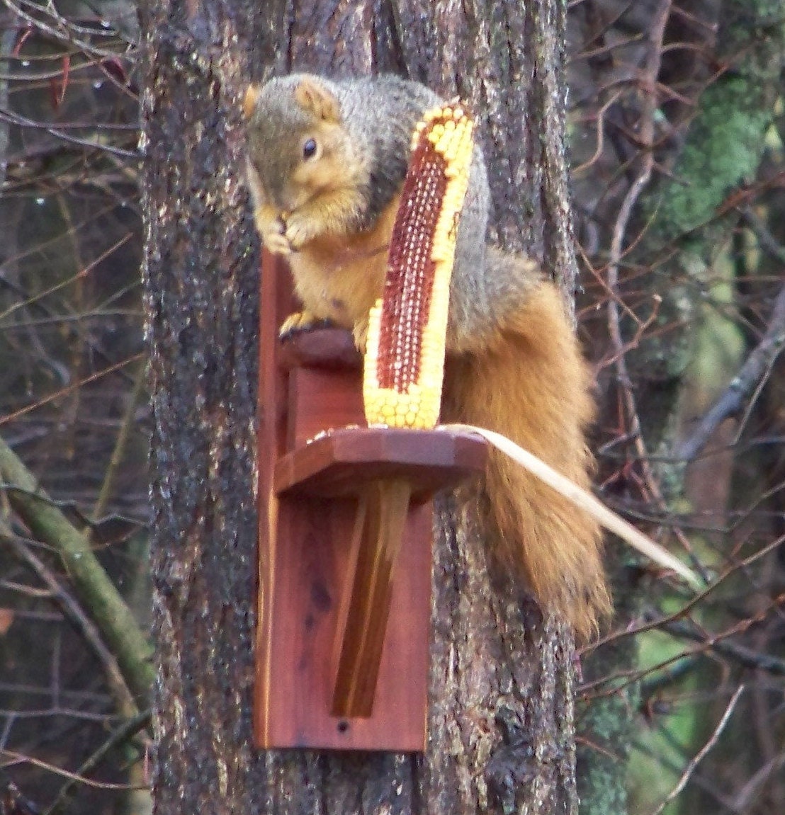 Feeder Ear Corn Squirrel Chair Hand Made Extra Study Etsy