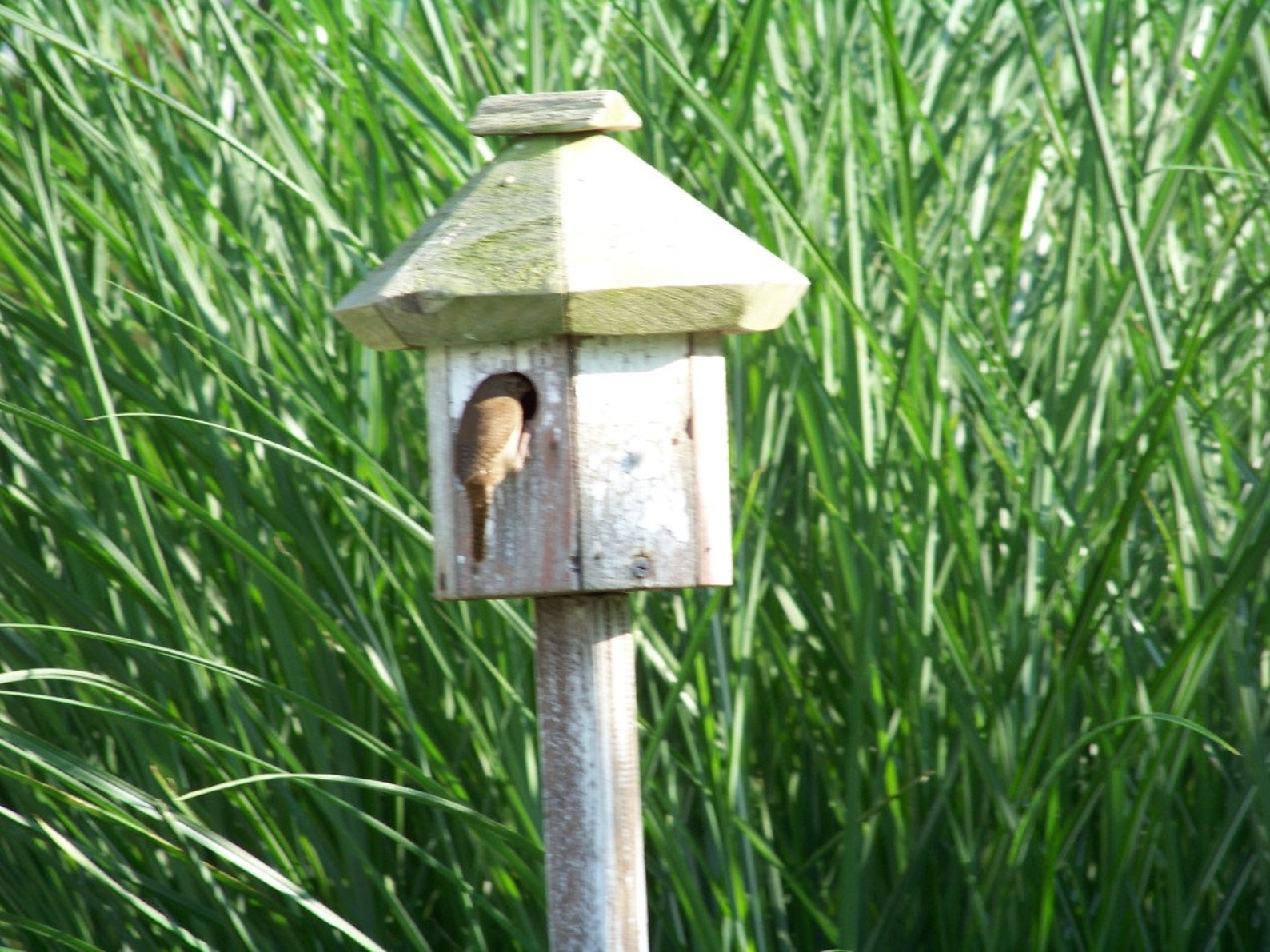 Bird House Mounting Pole Outdoor Wood Pole Tall Wooden Pole - Etsy