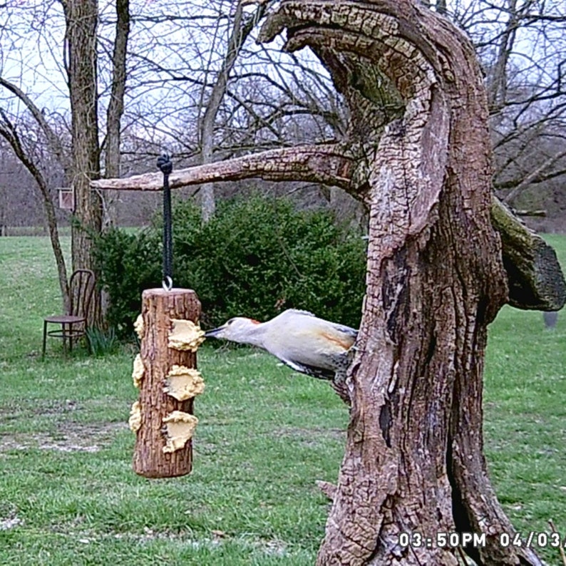 Rustic Suet Bird Feeder Wooden Suet Bird Feeders Outdoor Etsy