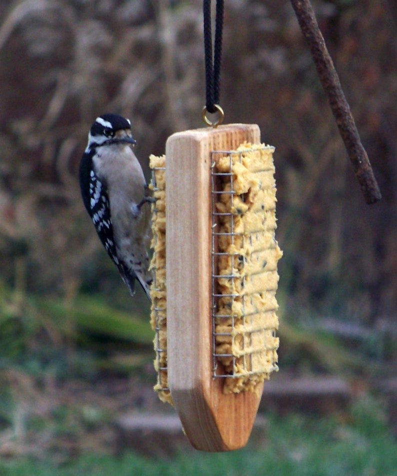 Feeder Suet Combo Woodpecker Favorite Specialty Treat Etsy