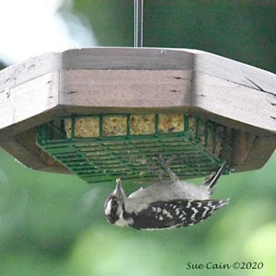 Grande mangeoire à oiseaux suspendue 17 pouces chaînes plate-forme