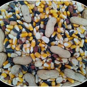 May include: A close-up view of a mix of birdseed, including peanuts in their shells, corn kernels, sunflower seeds, and other grains. The seeds and grains are in various colors, including yellow, black, brown, and white. The image is well-lit and shows the texture of the seeds.