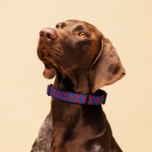 May include: A brown and white dog wearing a blue and red dog collar with a donut pattern.