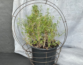 Antique Wire Florist Basket for Hanging Plants Floral Arrangement
