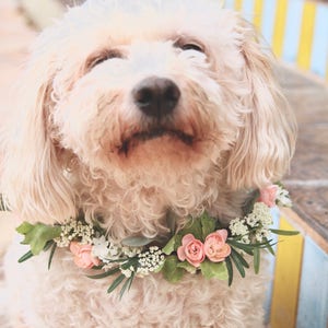 Dog Flower Collar Dog Wedding Flower Collar Dog flower wreath Dog wedding collar Wedding decor Dog wedding Sign image 1