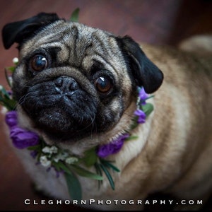 Dog Flower Collar Dog Wedding Flower Collar Dog flower wreath Dog wedding collar Wedding decor Dog wedding Sign image 8