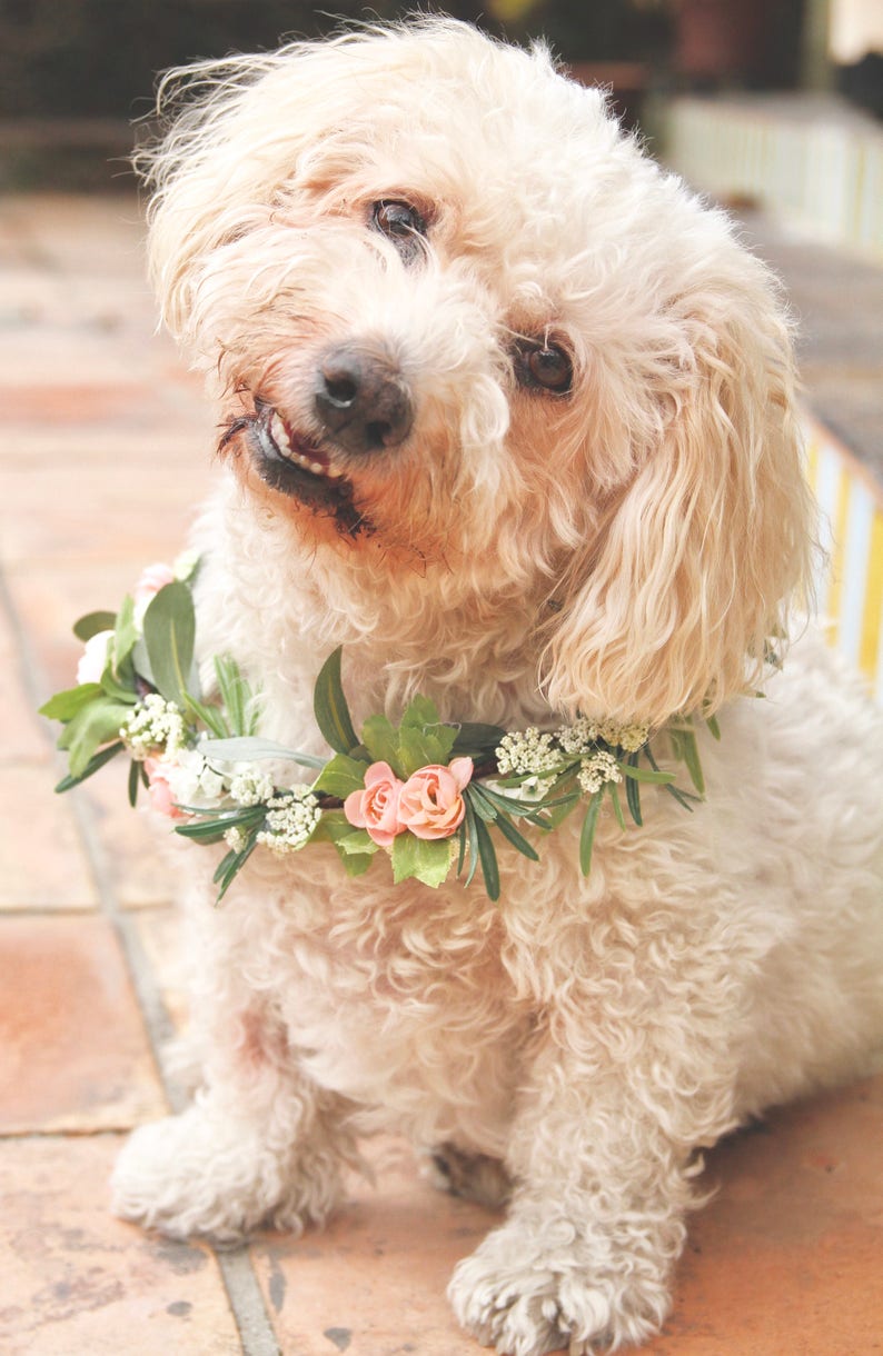 Dog Flower Collar Dog Wedding Flower Collar Dog flower wreath Dog wedding collar Wedding decor Dog wedding Sign image 4