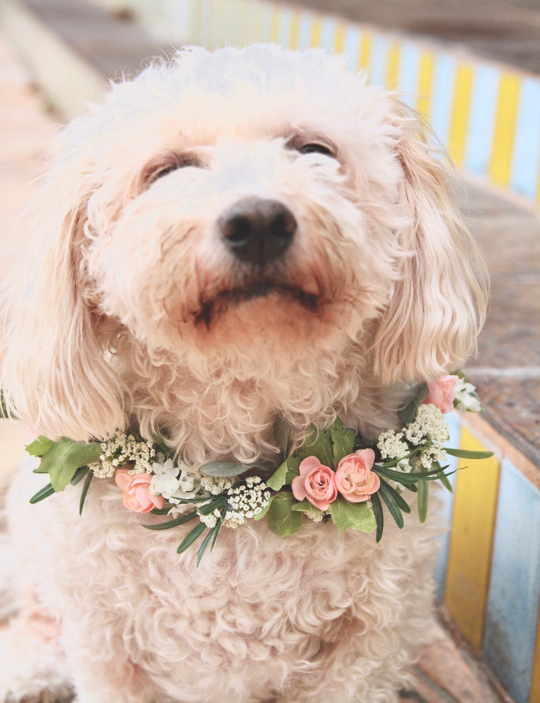 Dog Flower Collar Dog Wedding Flower Collar Dog Flower Wreath Dog Wedding Collar Wedding Decor Dog Wedding Sign Etsy Canada
