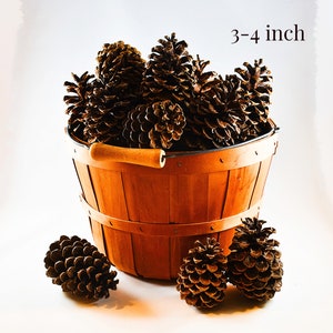 Small to Medium 15 Pine Cones 2-3 Inch Natural for Autumn Crafting Pinecone  Holiday Home Decor 