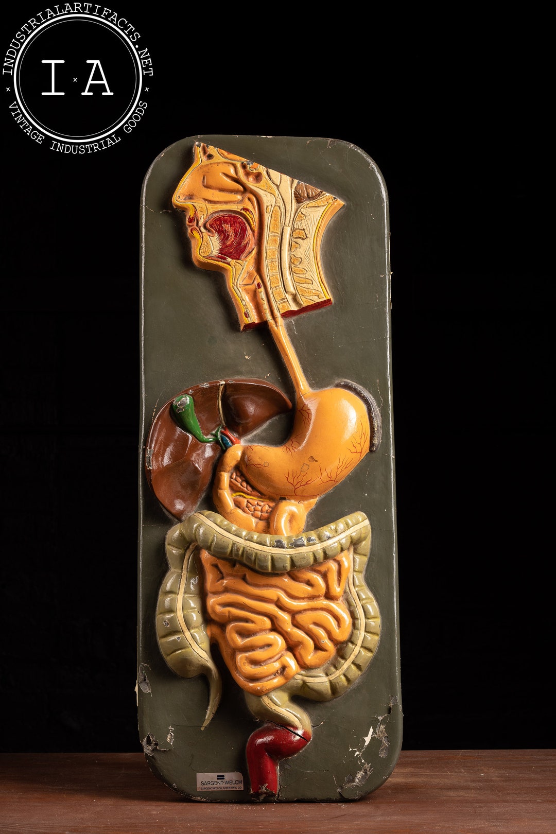 Vintage Digestive System Anatomical Model - Etsy