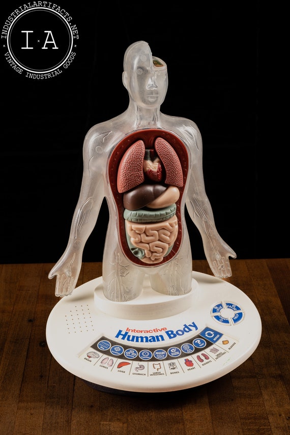 超激レア‼️90s アナトミー 人体模型 Anatomy XL 骨 vintage VINTAGE ANATOMICAL PRINT 3D HUMAN BODY MODEL, ARTISTIC