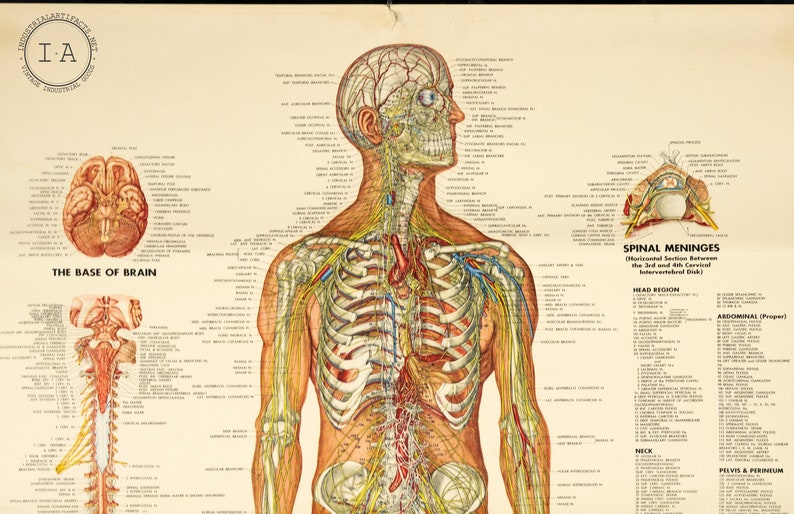 Spine And Nervous System Chart