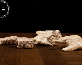Vintage Cow Jaw Bone Fragments Featuring Teeth