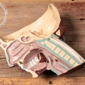 May include: A vintage anatomical model of the human head and throat, showcasing the internal structures. The model features detailed sections in beige, pink, and blue, with visible teeth. The model is set against a rustic wooden background.