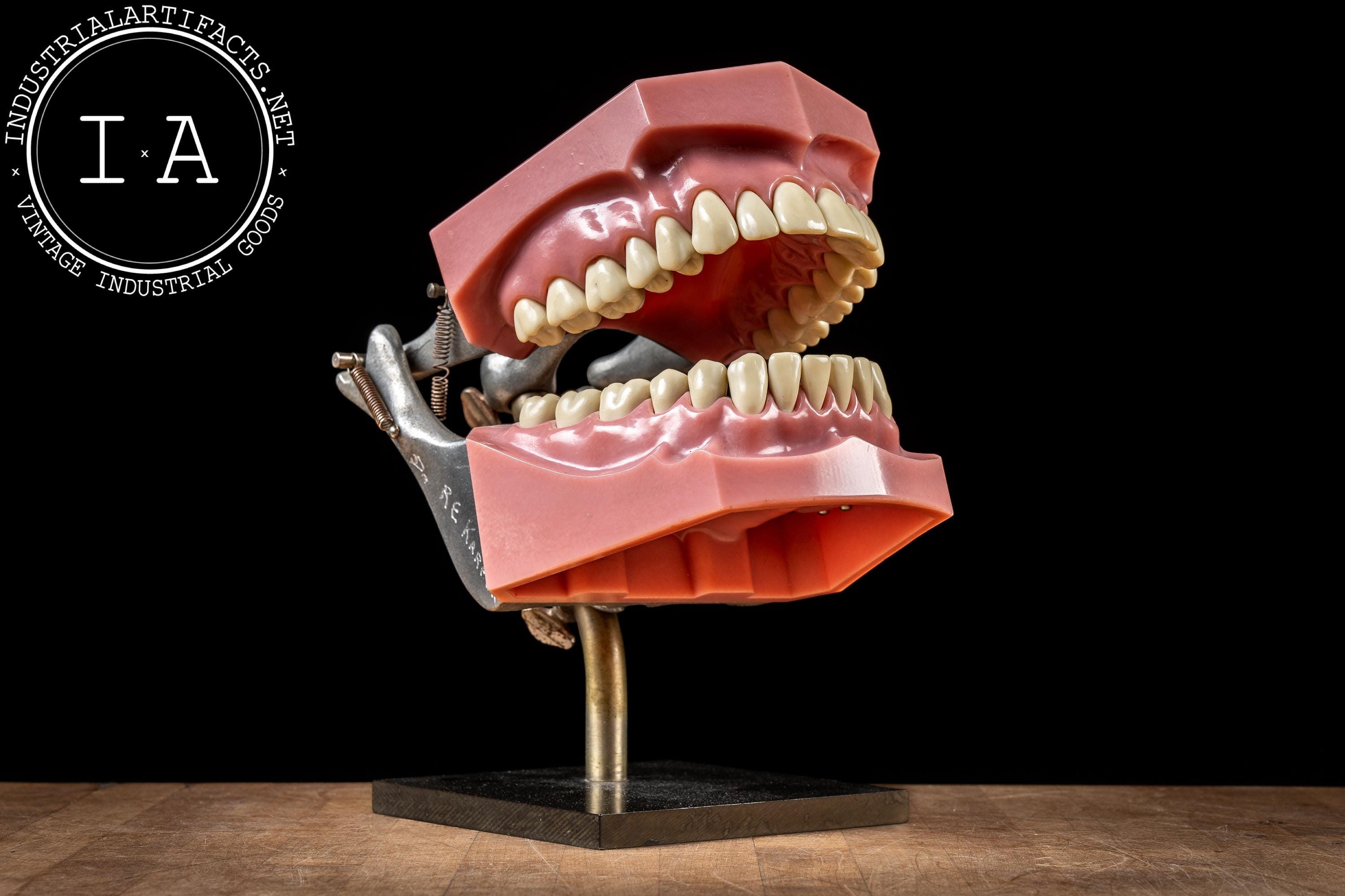 Antique Dental Model - Etsy