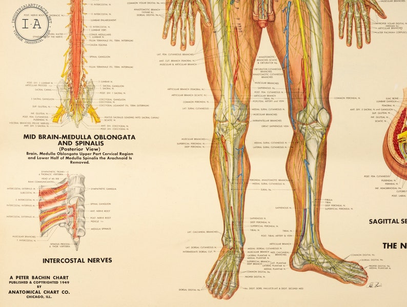 Female Anatomical Chart