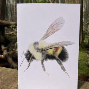 Könnte beinhalten: Eine rechteckige weiße Grußkarte mit einer detaillierten, realistischen Illustration einer flauschigen Hummel. Die Hummel ist im Profil dargestellt, mit gelb-schwarzem Fell, durchscheinenden Flügeln und einem rötlich-orangen Fleck.