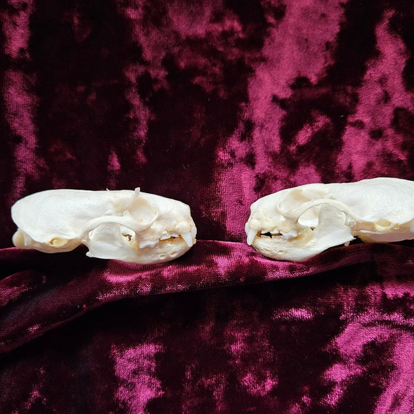 Two A Grade American Mink Skulls