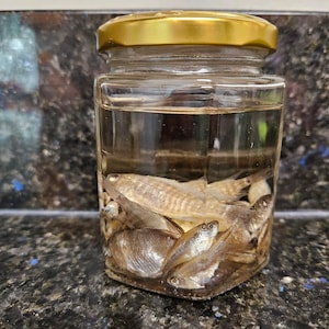 Assorted Fish Wet Specimen