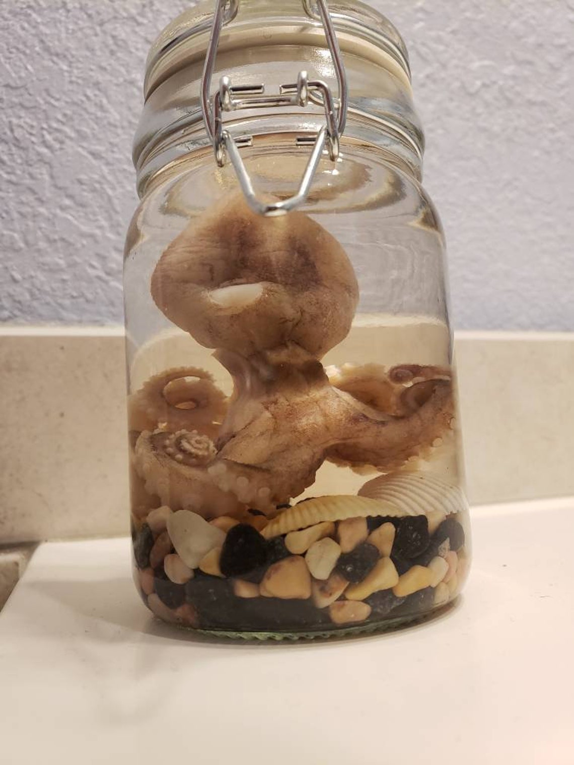 Preserved Octopus Wet Specimen Jar with Seashells Etsy