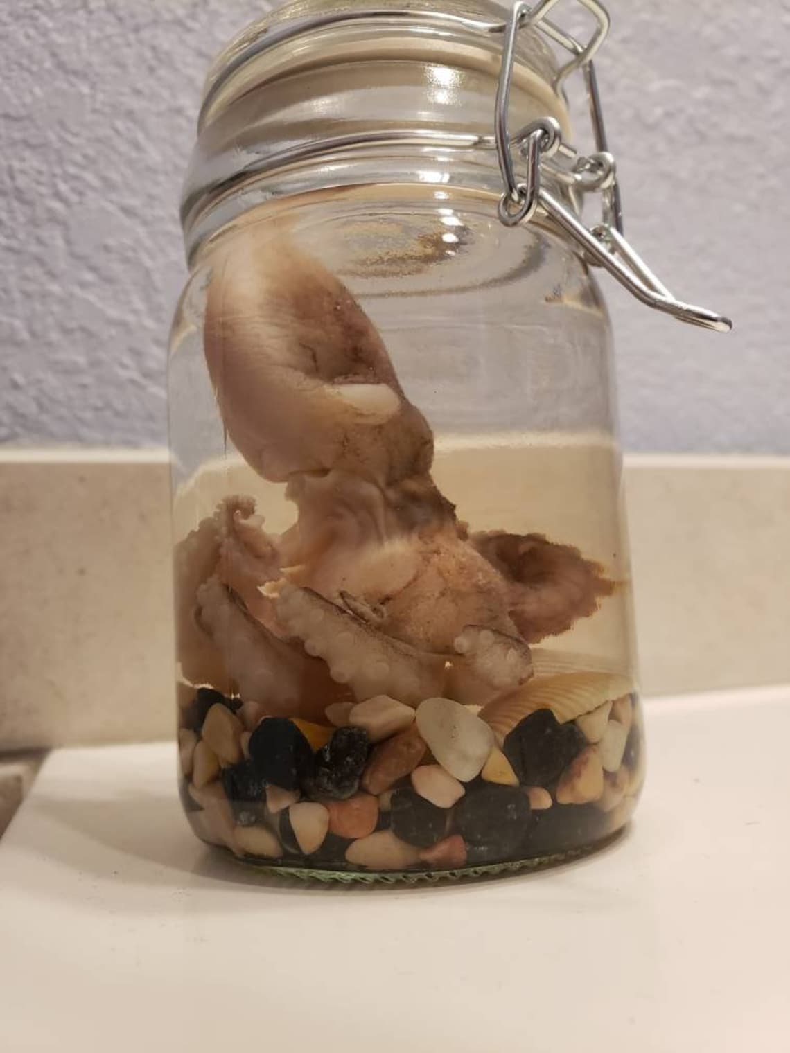 Preserved Octopus Wet Specimen Jar with Seashells Etsy