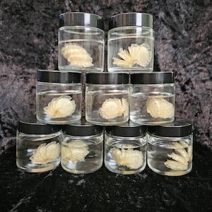 Whelk Seashell Egg Casing Wet Specimen