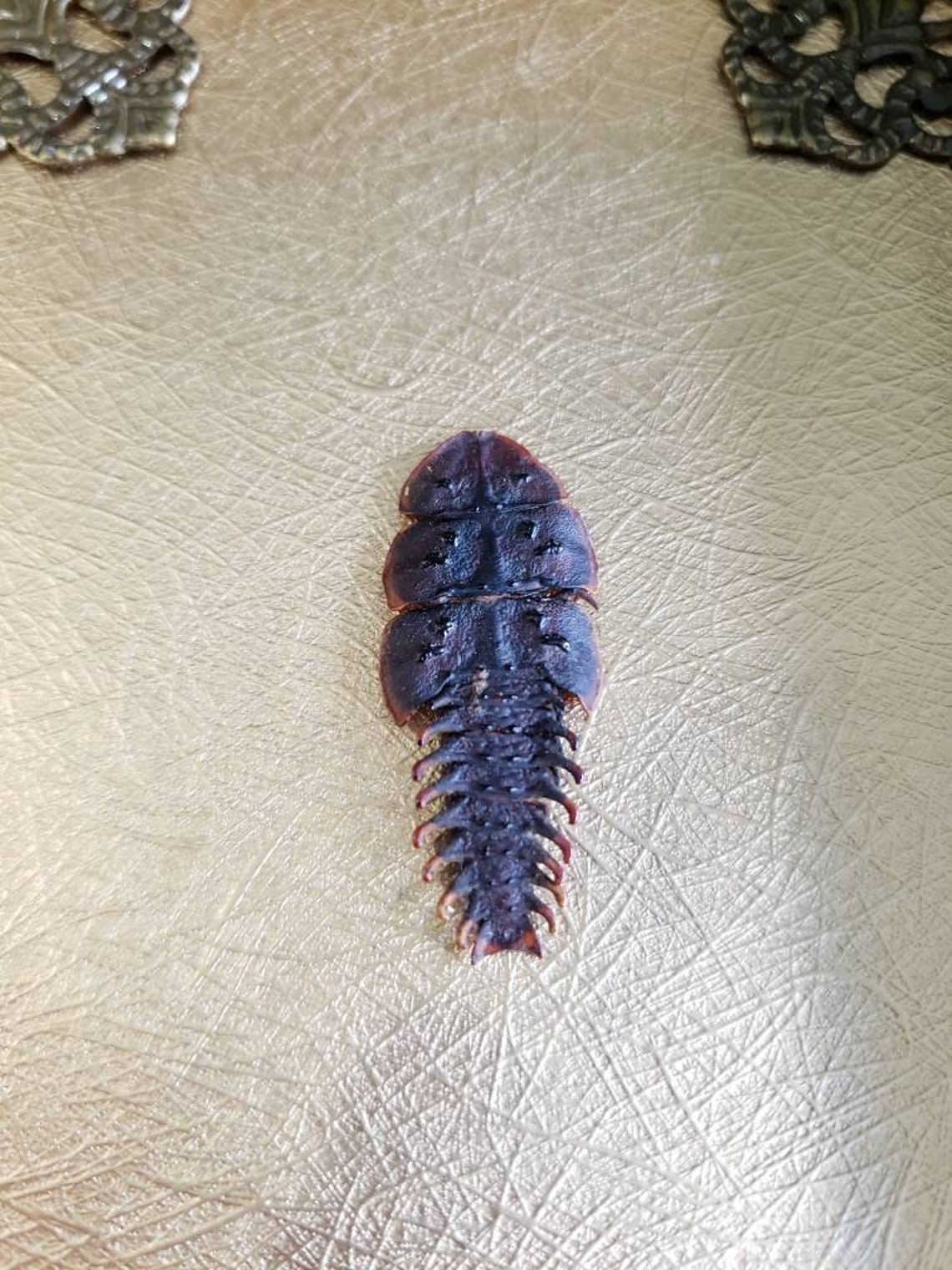 Real Female Trilobite Beetle platerodrilus Dulticola Insect Etsy